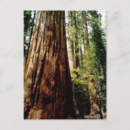 Redwoods in Yosemite Postkarte