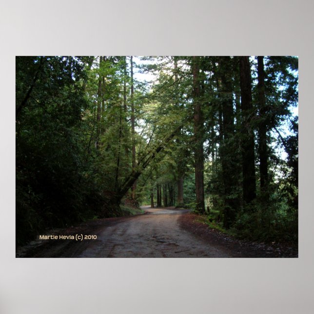 Redwoods Mountain Road Poster (Vorne)