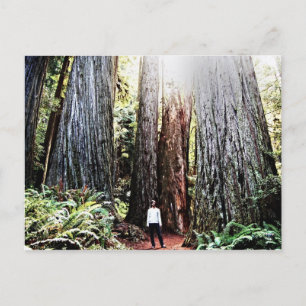 Redwoods Postcard Postkarte