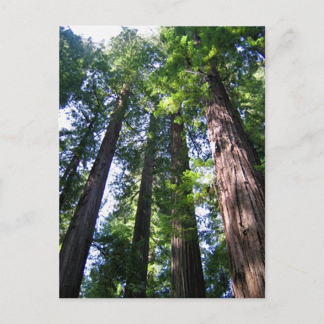 Redwoods Postcard Postkarte (Vorderseite)