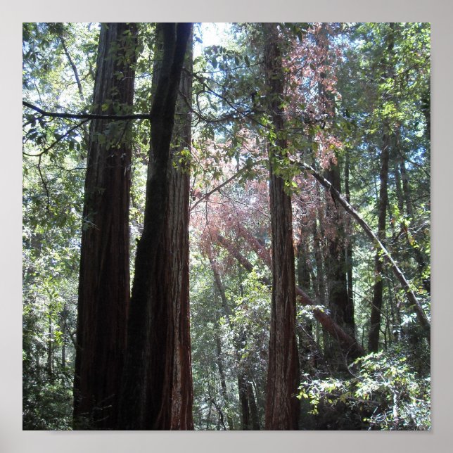 Redwoods Poster (Vorne)