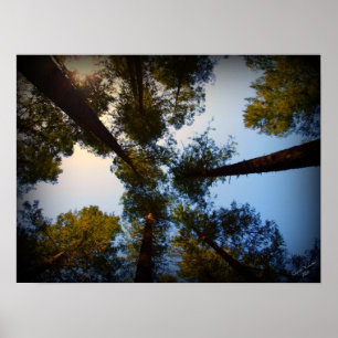 Redwoods Poster