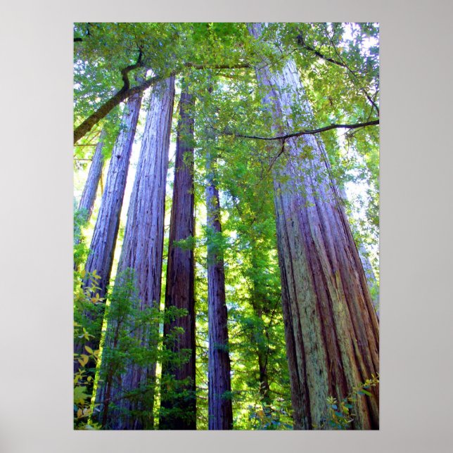 Redwoods Poster (Vorne)