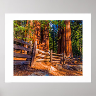 Redwoods-Poster Poster