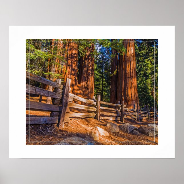 Redwoods-Poster Poster (Vorne)