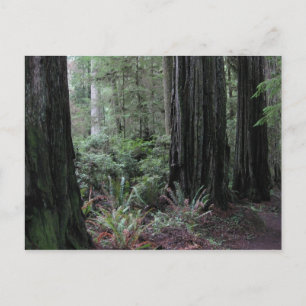 Redwoods Postkarte