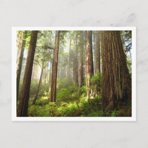Redwoods Postkarte