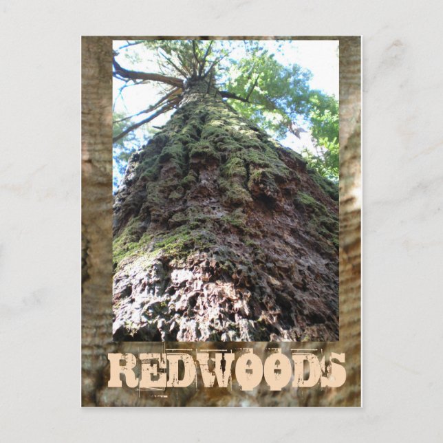 Redwoods Riant Postkarte (Vorderseite)