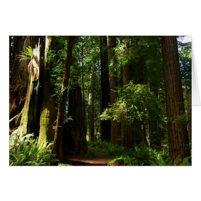Redwoods und Ferns im Redwood-Nationalpark (Vorderseite (Horizontal))