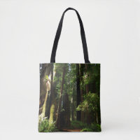 Redwoods und Ferns im Redwood-Nationalpark