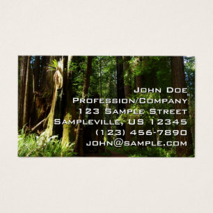 Redwoods und Ferns im Redwood-Nationalpark