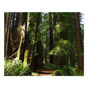 Redwoods und Ferns im Redwood-Nationalpark Fotodruck