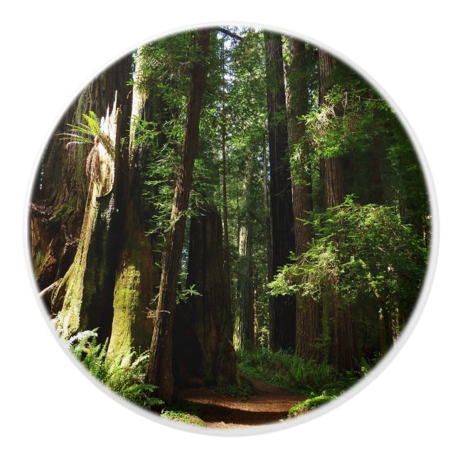 Redwoods und Ferns im Redwood-Nationalpark Keramikknauf (Vorderseite)