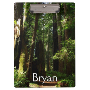 Redwoods und Ferns im Redwood-Nationalpark Klemmbrett