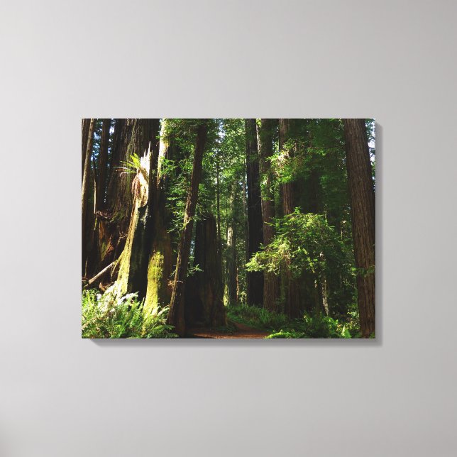 Redwoods und Ferns im Redwood-Nationalpark Leinwanddruck (Vorderseite)