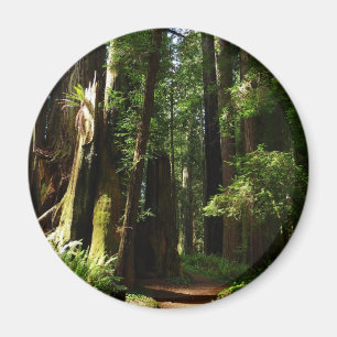 Redwoods und Ferns im Redwood-Nationalpark Magnet