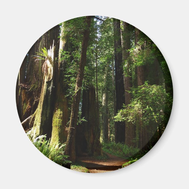 Redwoods und Ferns im Redwood-Nationalpark Magnet (Vorne)