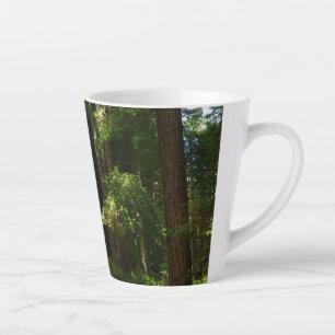 Redwoods und Ferns im Redwood-Nationalpark Milchtasse