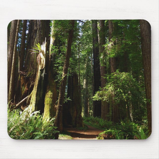 Redwoods und Ferns im Redwood-Nationalpark Mousepad (Vorne)