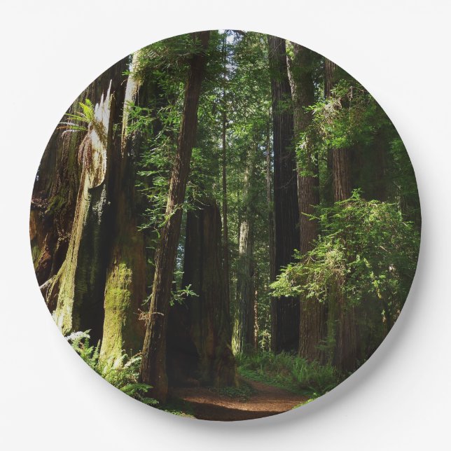 Redwoods und Ferns im Redwood-Nationalpark Pappteller (Vorderseite)