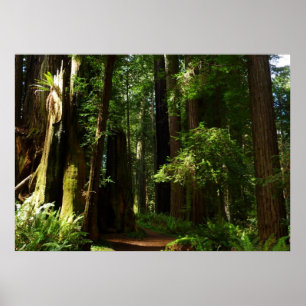 Redwoods und Ferns im Redwood-Nationalpark Poster