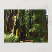 Redwoods und Ferns im Redwood-Nationalpark