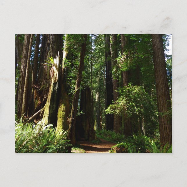 Redwoods und Ferns im Redwood-Nationalpark Postkarte (Vorderseite)