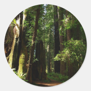 Redwoods und Ferns im Redwood-Nationalpark Runder Aufkleber
