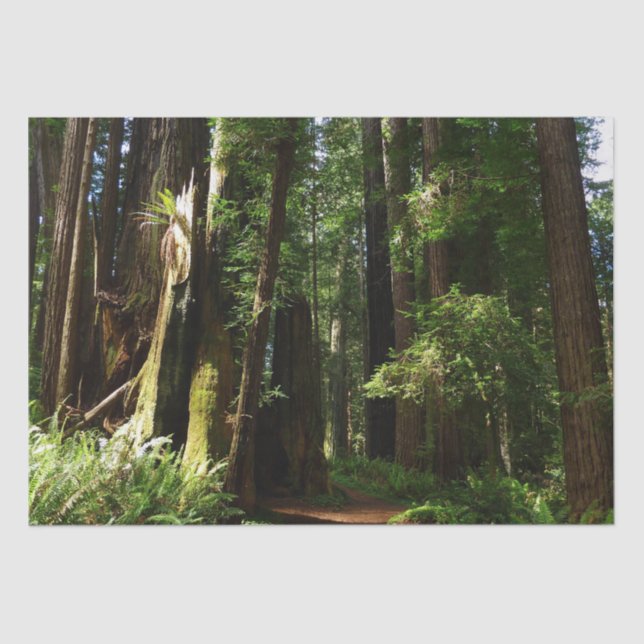 Redwoods und Ferns im Redwood-Nationalpark Seidenpapier (Vorderseite)