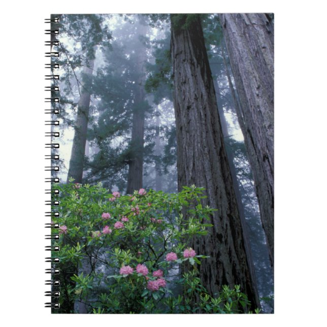 Redwoods und Rhododendren Notizblock (Vorderseite)