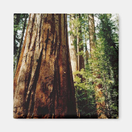 Redwoods - Yosemite Magnet
