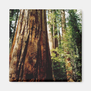 Redwoods - Yosemite Magnet