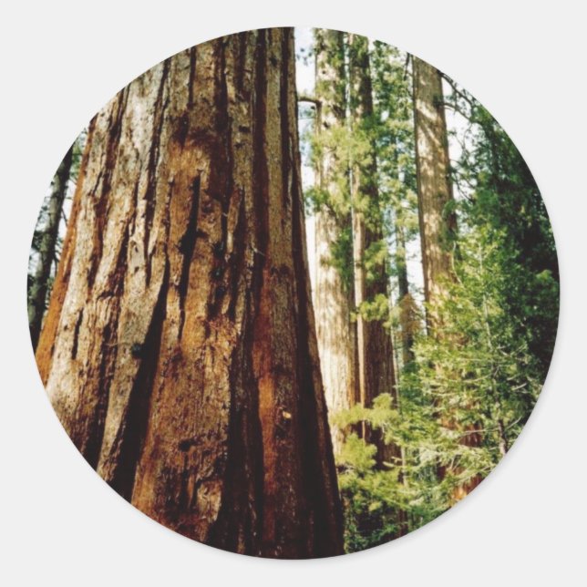 Redwoods - Yosemite Runder Aufkleber (Vorderseite)