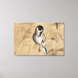 Reed Bunting (Emberiza schoeniclus) Leinwanddruck