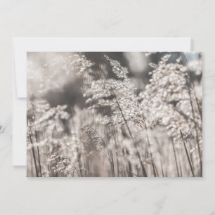 Reed Nature Foto Card