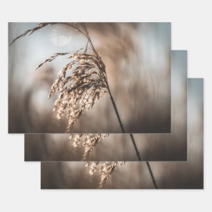 Reed Nature Foto Geschenkpapier Set