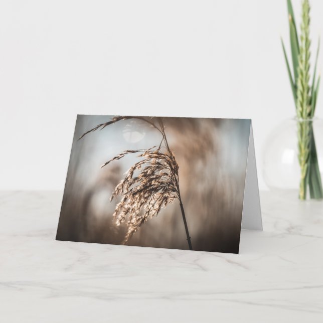 Reed Nature Foto Karte (Vorderseite)