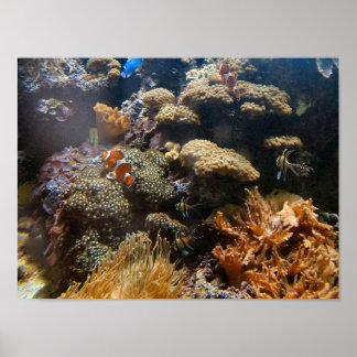 Reef Fish - Clownfish Poster