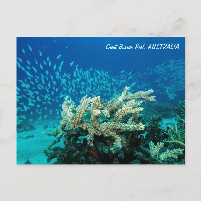 Reef Postcard Postkarte (Vorderseite)