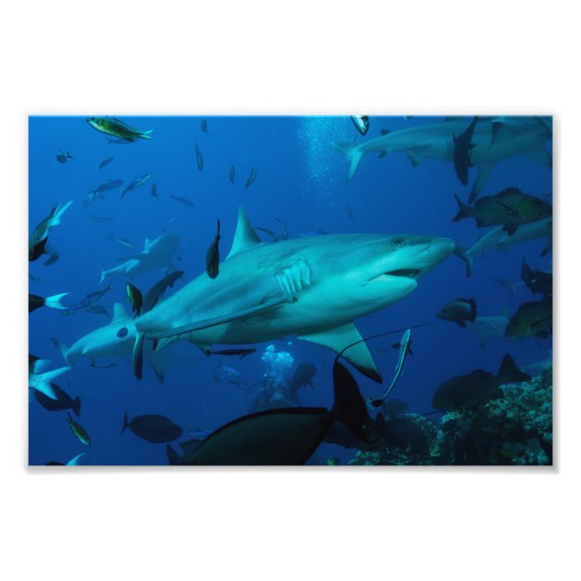 Reef Shark Foto Print (Vorne)