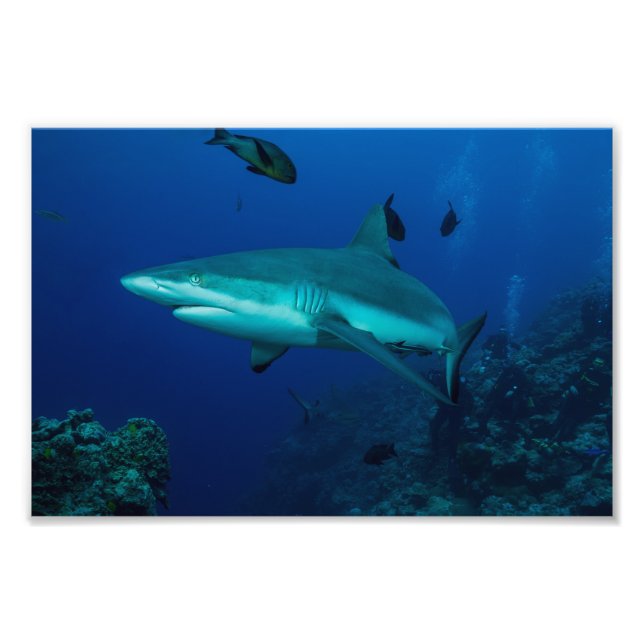 Reef Shark Foto Print (Vorne)