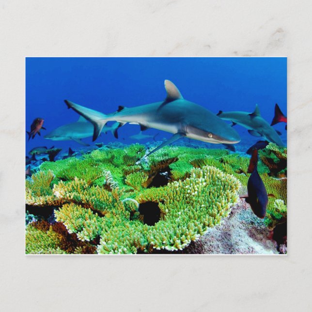 Reef Shark Fotos Postkarte (Vorderseite)