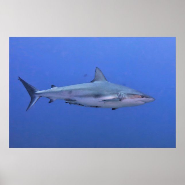 Reef Shark Poster (Vorne)