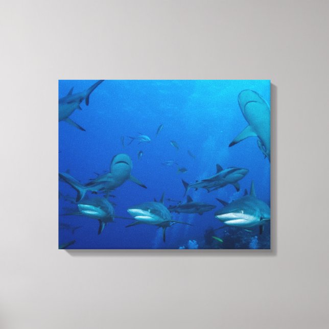 Reef Shark Wrapped Canvas Leinwanddruck (Vorderseite)