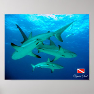 Reef Sharks Poster