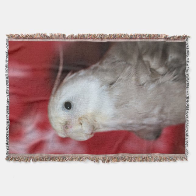 Reeples Decke (Vorderseite)