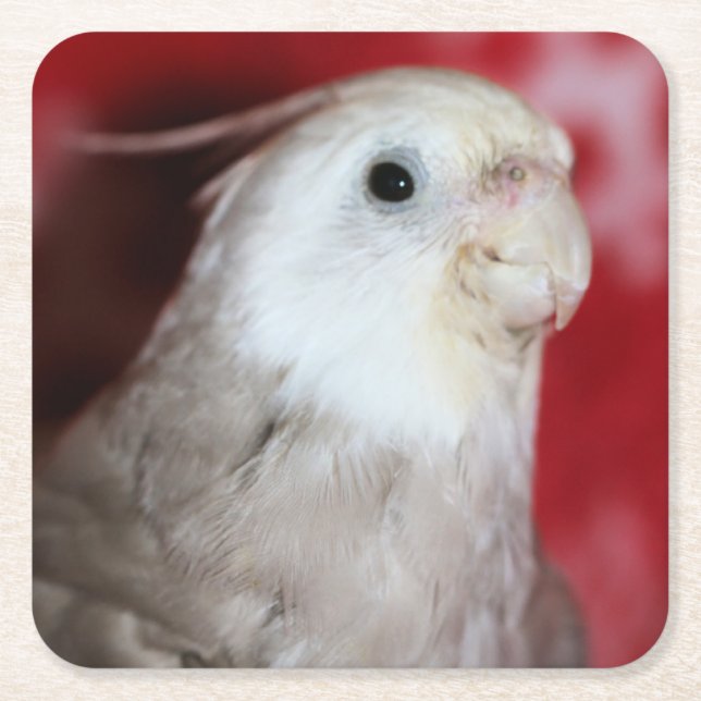 Reeples Rechteckiger Pappuntersetzer (Vorderseite)