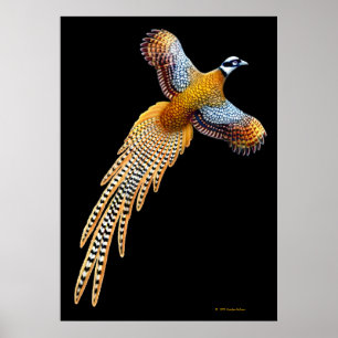 Reeves Pheasant Flying Print Poster