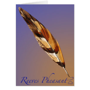 Reeves Pheasant Schwanz