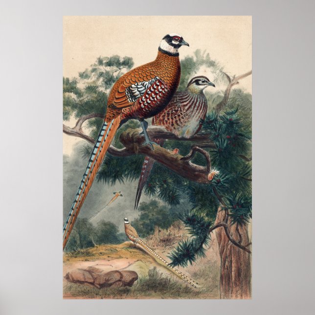 Reeves Pheasant von Joseph Wolf Poster (Vorne)